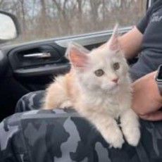 August Maine Coon Kittens