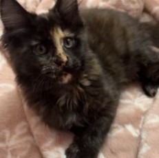 August Maine Coon Kittens