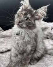 August Maine Coon Kittens