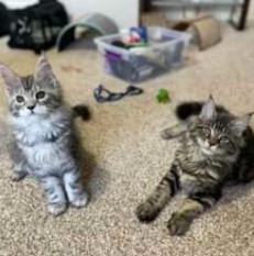 August Maine Coon Kittens