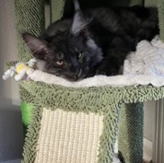 August Maine Coon Kittens