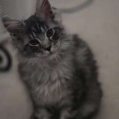August Maine Coon Kittens