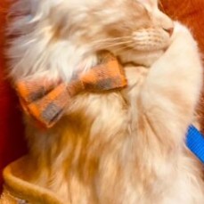 August Maine Coon Kittens