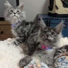 August Maine Coon Kittens