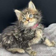 August Maine Coon Kittens