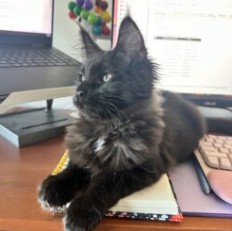 August Maine Coon Kittens