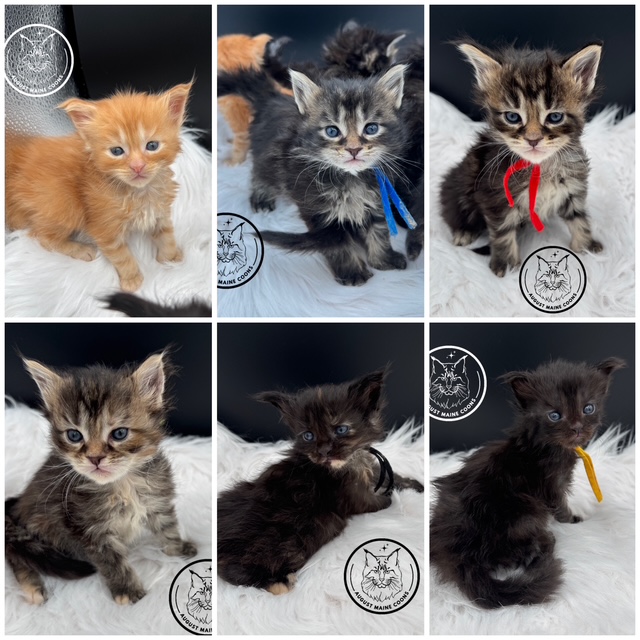 August Maine Coon Kittens