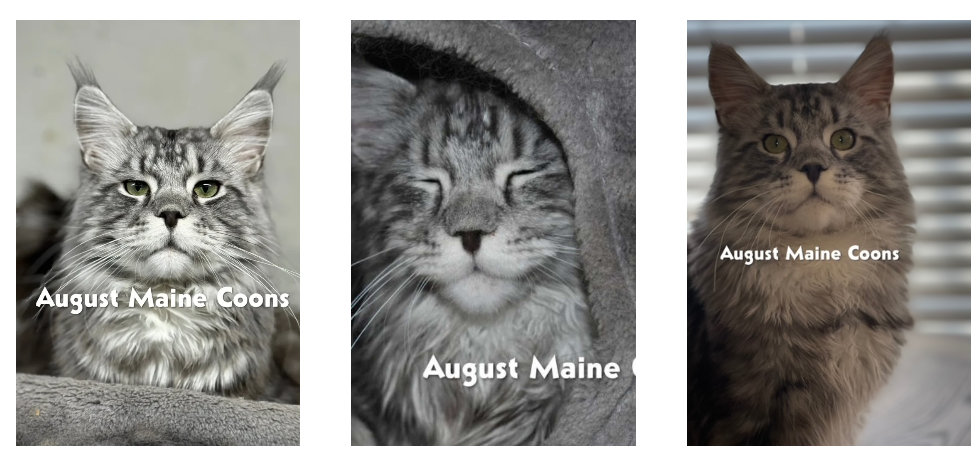 August Maine Coon Kittens