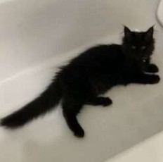 August Maine Coon Kittens