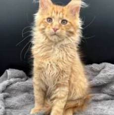 August Maine Coon Kittens