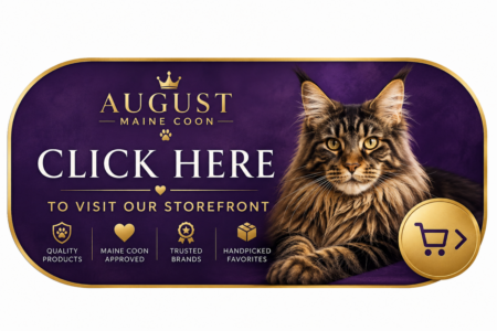 August Maine Coon Kittens