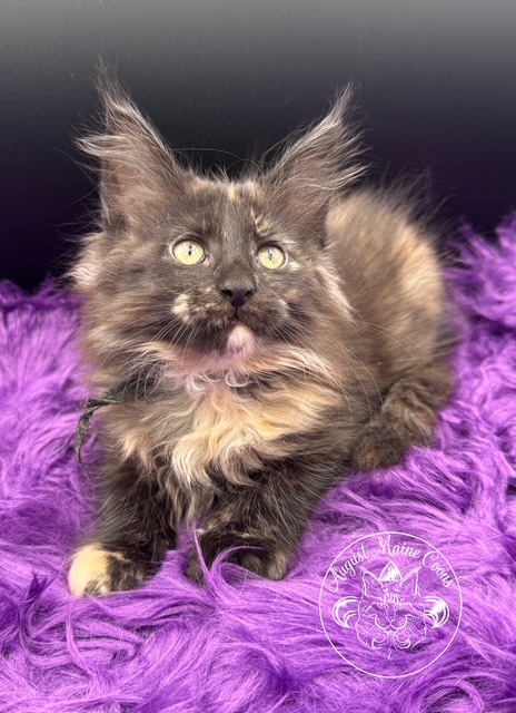 August Maine Coon Kittens