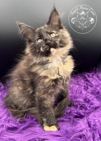August Maine Coon Kittens