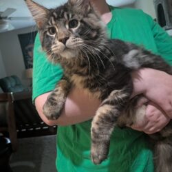 August Maine Coon Kittens August Maine Coon Kittens