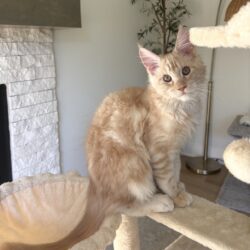 August Maine Coon Kittens August Maine Coon Kittens