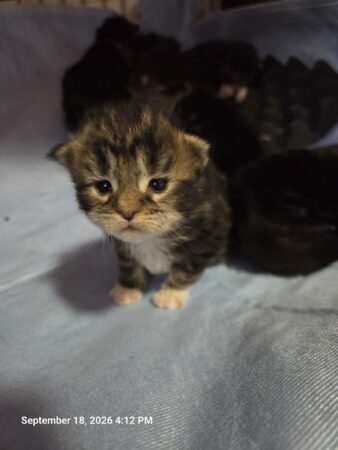 Edgar Babies