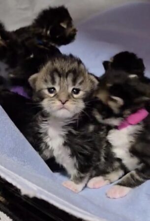Edgar Babies