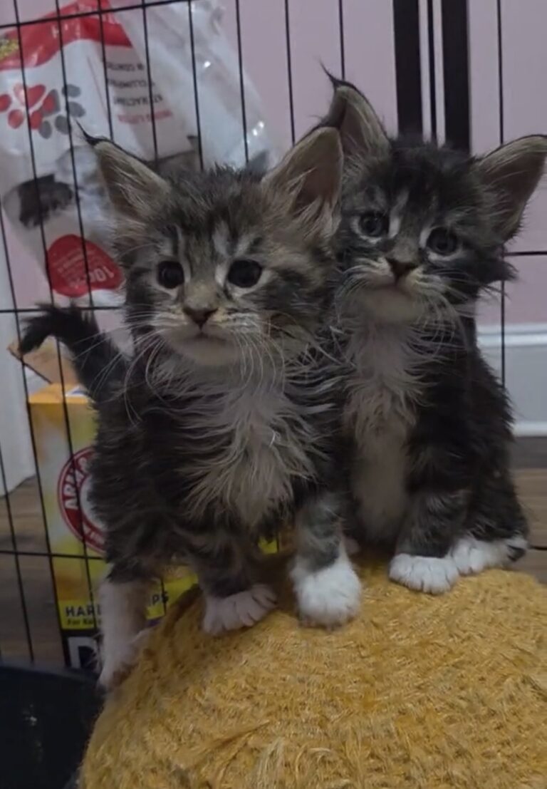 Kittens