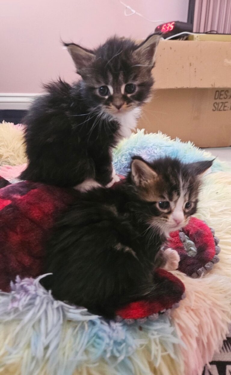 Kittens
