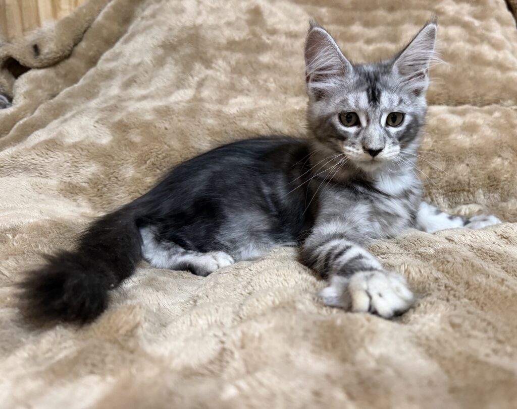 Silver Boy