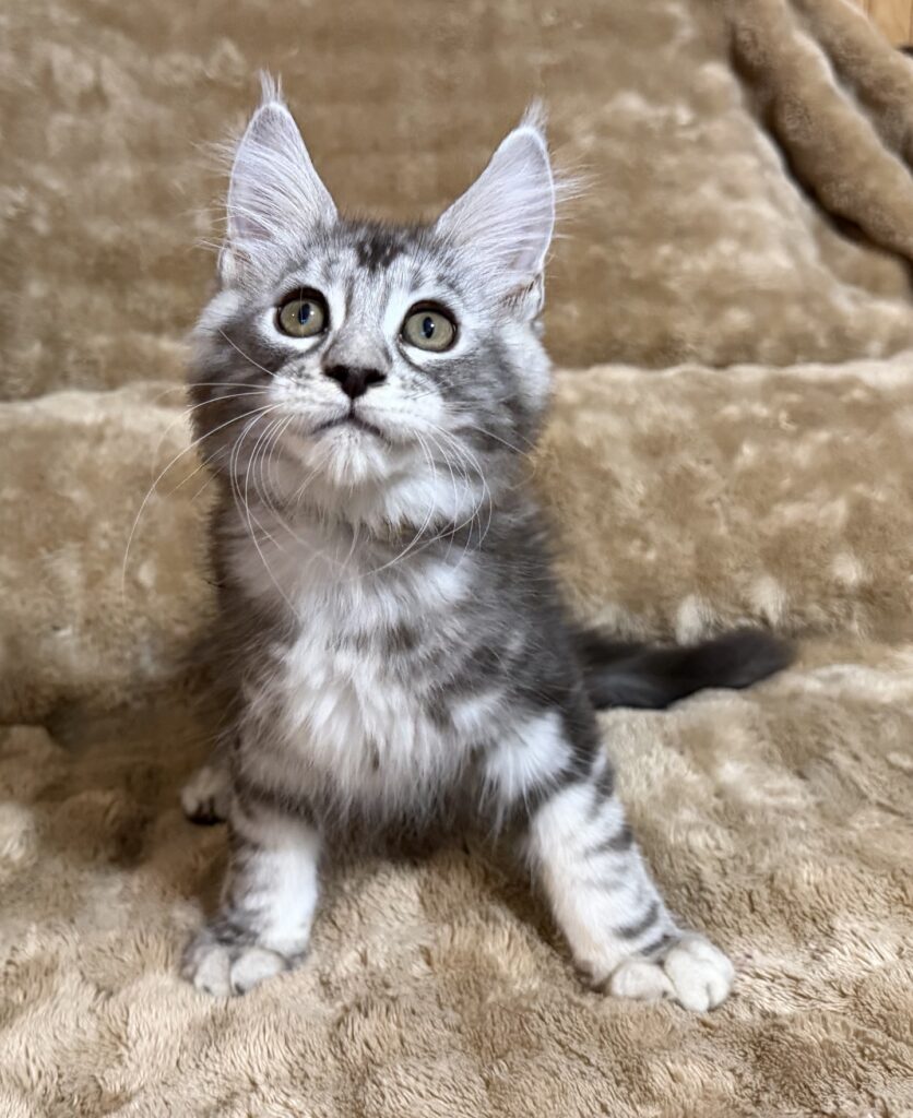 Silver Boy