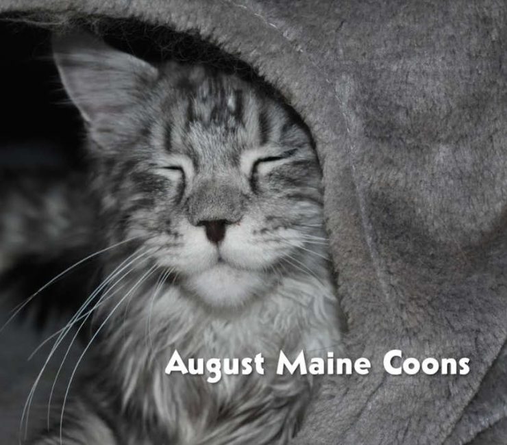 Maine Coon Cats